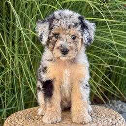 Wade - Blue merle male Aussiedoodle puppy in Sharpsburg, Georgia from Steindoodles