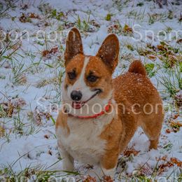 Fancy - Pembroke Welsh Corgi