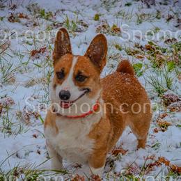 Fancy - Pembroke Welsh Corgi