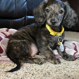 Dachshund Puppies from M.H.P Dachshunds