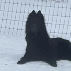 Belgian Sheepdogs and Belgian Tervuren from Gina's Belgians