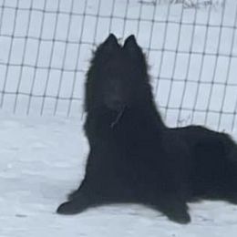 Belgian Sheepdogs and Belgian Tervuren from Gina's Belgians