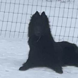 Belgian Sheepdogs and Belgian Tervuren from Gina's Belgians