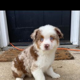 Aussiedoodle and Miniature Australian Shepherd Puppies from Puppies with Attitude