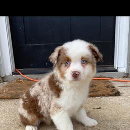 Aussiedoodle and Miniature Australian Shepherd Puppies from Puppies with Attitude