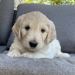 Goldendoodle Puppies from O’Hara Doodles