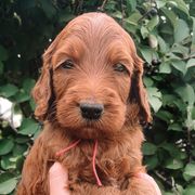 Stormi - Irish Doodle puppy in New Mexico from Foxrun Litters
