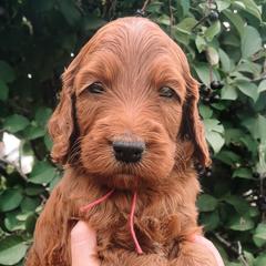 Stormi - Irish Doodle puppy in New Mexico from Foxrun Litters