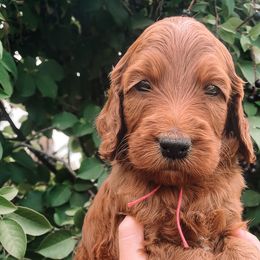 Stormi - Irish Doodle puppy in New Mexico from Foxrun Litters