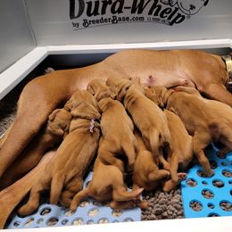 Vizsla Puppies from Bender Vizslas