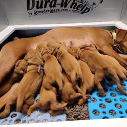 Vizsla Puppies from Bender Vizslas