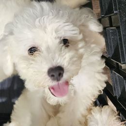 Shrek - blue collar - White male Bichon Frise puppy in Carthage, Missouri from Cooley's Cuddle Pups