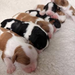 Cavalier King Charles Spaniel Puppies from True Heart Cavaliers llc