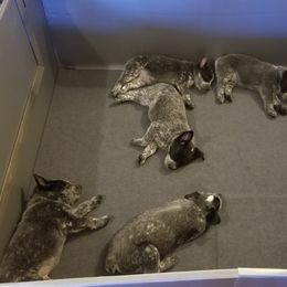 Australian Cattle Dog Puppies from Piney River Cattle Dogs