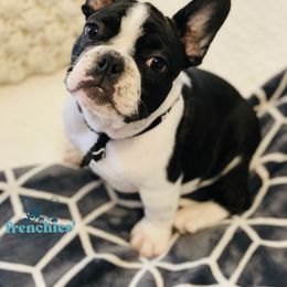 French Bulldog Puppies from Frenchies’ Bakery