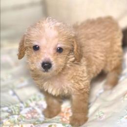 Sunbeam - Cream female Poodle puppy in West Point, Mississippi from Golden Paws