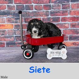 Siete - Bernedoodle puppy from Country Breeze Doodles & Poodles