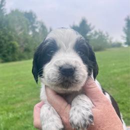 Red collar - White and black male English Springer Spaniel puppy in Sterling, Michigan from Springerdoodles In MI