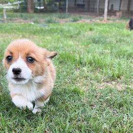 Rosie - White and red female Pembroke Welsh Corgi puppy in Hinton, Oklahoma from Corgi Farms