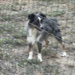 Miniature Australian Shepherds from Grasslands Aussies