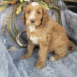 Country Morning Tutor - Red female Australian Labradoodle puppy in Aumsville, Oregon from Country Morning Labradoodles