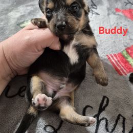 Buddy - Black and cream male Dachshund puppy in Aiken, South Carolina from Paragon Puppies