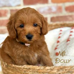 Ms. Dolly - Red  female Goldendoodle puppy in Sacramento, California from Dandy Doodles Goldendoodles
