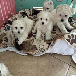 Miniature Schnauzer and Shih Tzu Puppies from Cutie Shihtzu, Miniature Schnauzer