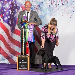 Staffordshire Bull Terrier All Grown Up from Dyna Staffs