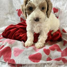 Sky - Red and white female Cockapoo puppy in Adrian, Oregon from ApplebyFarm