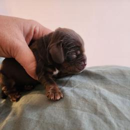 AKC Trouble - Brown and tan male Cocker Spaniel puppy in New Market, Tennessee from Down in the Holler