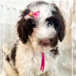 DAPHNE - Parti female Goldendoodle puppy in Houston, Texas from Pia’s Doodle Poodle Wag