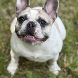 French Bulldog Puppies from Kismet French Bulldogs