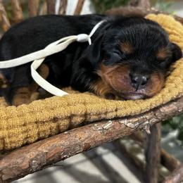 Benedict - Black and tan male Cavalier King Charles Spaniel puppy in El Campo, Texas from Longhorn Cavaliers