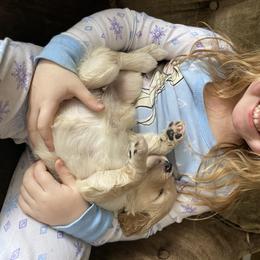 Goldendoodle Puppies from North Star Dog Training