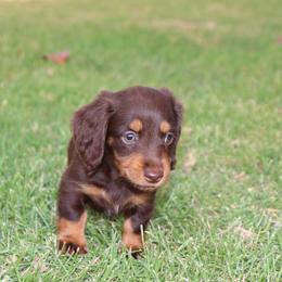Baby Girl 1 - Chocolate and tan female Dachshund puppy in Torrance, California from Dachshund Pups
