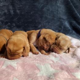 1st pick female - Yellow female Labrador Retriever puppy in Bemidji, Minnesota from Northern Star Elite Quality Labrador Retrievers