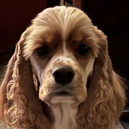 Cocker Spaniel All Grown Up from Laureen's Cocker Spaniels