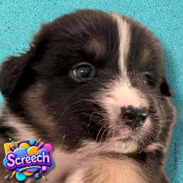 SCREECH - Black Tri Male - Black tri-color male Australian Shepherd puppy in Gainesville, Texas from Lady Luck Aussies