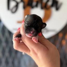 Sweet Pea - Black sabled fawn female Chihuahua puppy in Harrison, Michigan from Cloud9 Chihuahuas