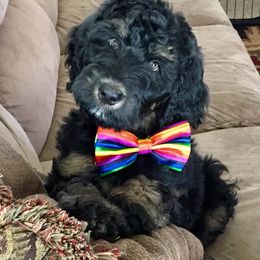 Bernedoodle and Goldendoodle Puppies from Dawg'on Doodles