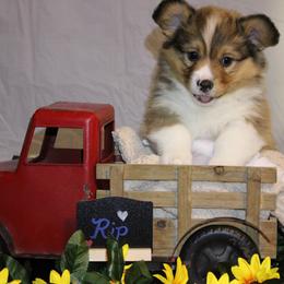 Rip - Sable male Pembroke Welsh Corgi puppy in Purcellville, Virginia from Rhone River Farm Pembroke Welsh Corgis