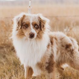 Dutch - Miniature Australian Shepherd