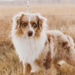 Dutch - Miniature Australian Shepherd
