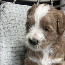 Jasper - Red  Goldendoodle puppy in Utah from You Are My Sunshine Doodle