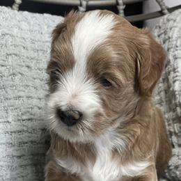 Jasper - Red  Goldendoodle puppy in Utah from You Are My Sunshine Doodle