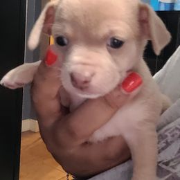 Akita and Chihuahua Puppies from Robinson Rare Chihuahuas & Robinson AKC Akita's