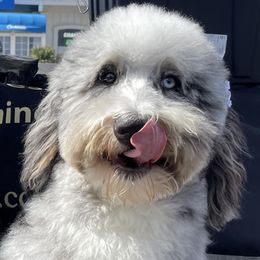 Karen - Bernedoodle