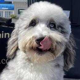 Karen - Bernedoodle