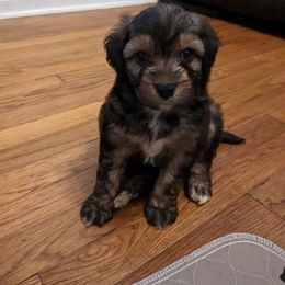 Aussiedoodle, Australian Shepherd, and Golden Retriever Puppies from Hope & Joy Acres